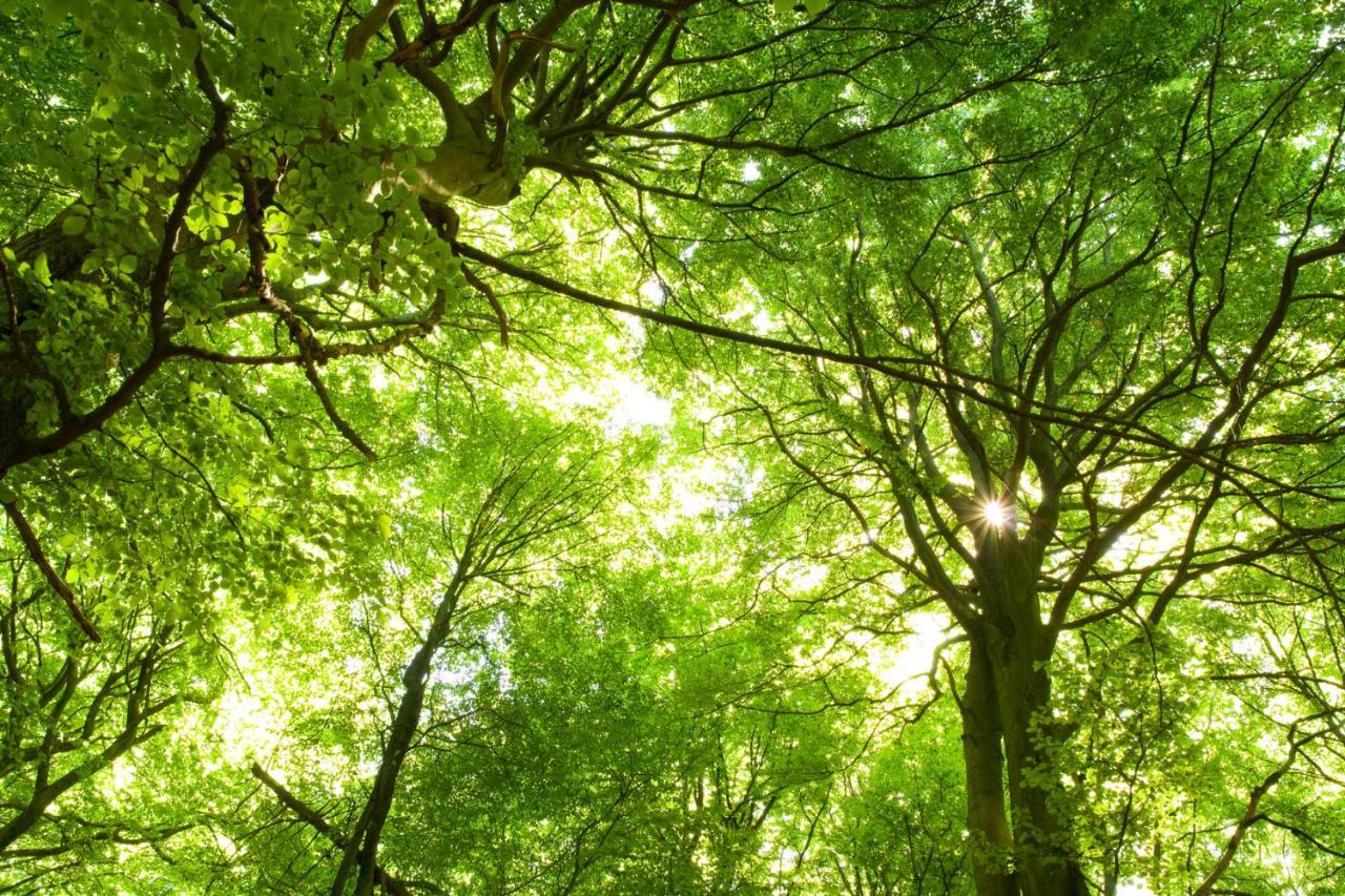 Ferienwohnung Am Weltnaturerbe Grumsin Ziehten Eksteriør bilde